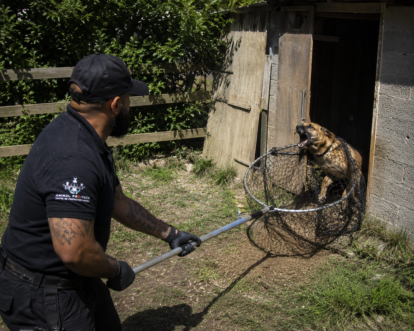 Capture d’animaux dangereux, agressifs ou errants